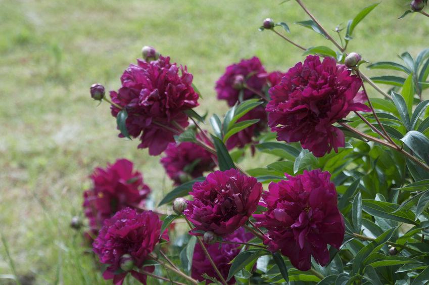 Markers for Peonies Give a Lift to Your Plants – Kincaid Plant Markers