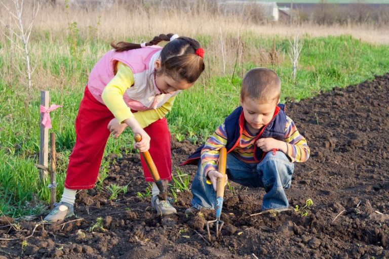 13318382 – two little children planting seeds and weed beds in the ...